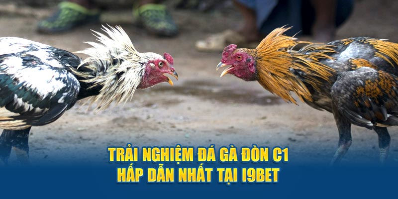 Theo dõi chọi kê C1 ngay tại I9bet với nhiều ưu điểm vượt trội